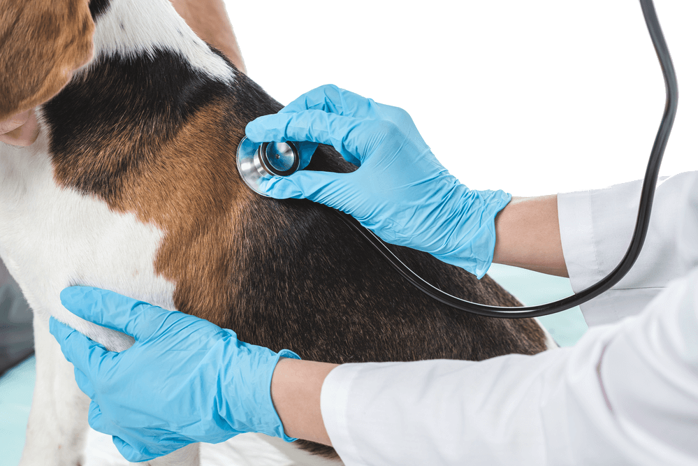 Pulmonary Hypertension in Dog