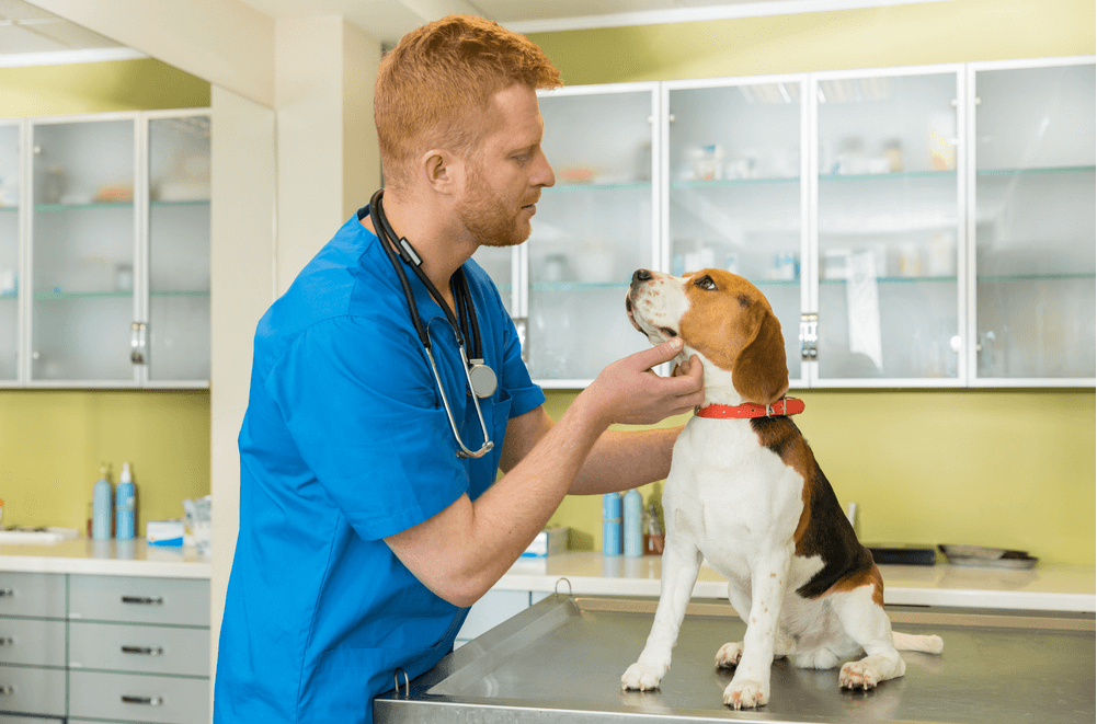 Veterinarian and Dog