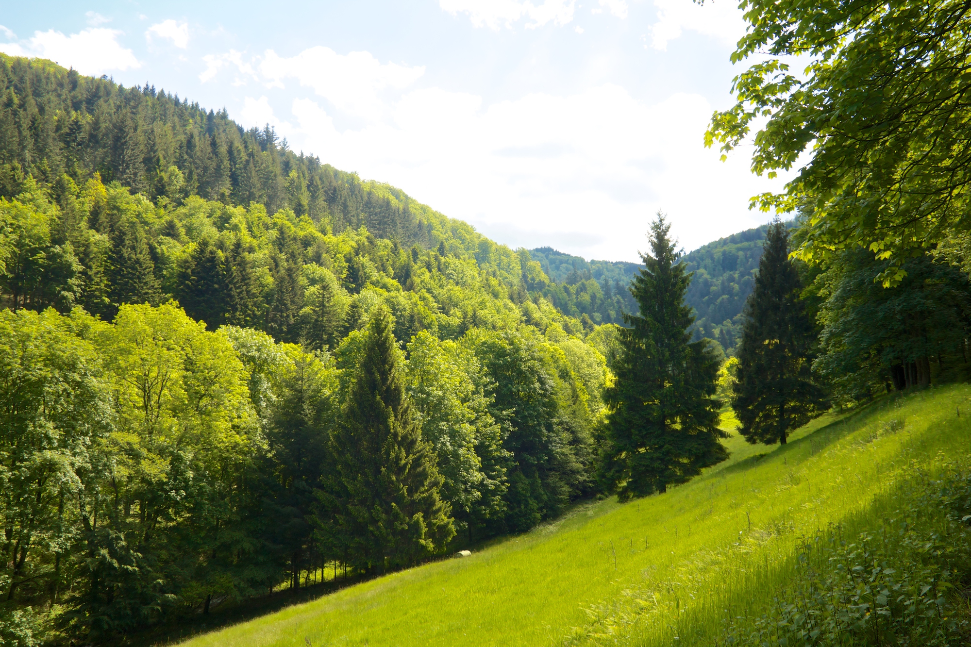 Secluded Forest Clearing