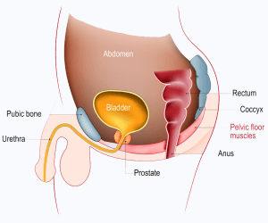 Pelvic Floor Muscles