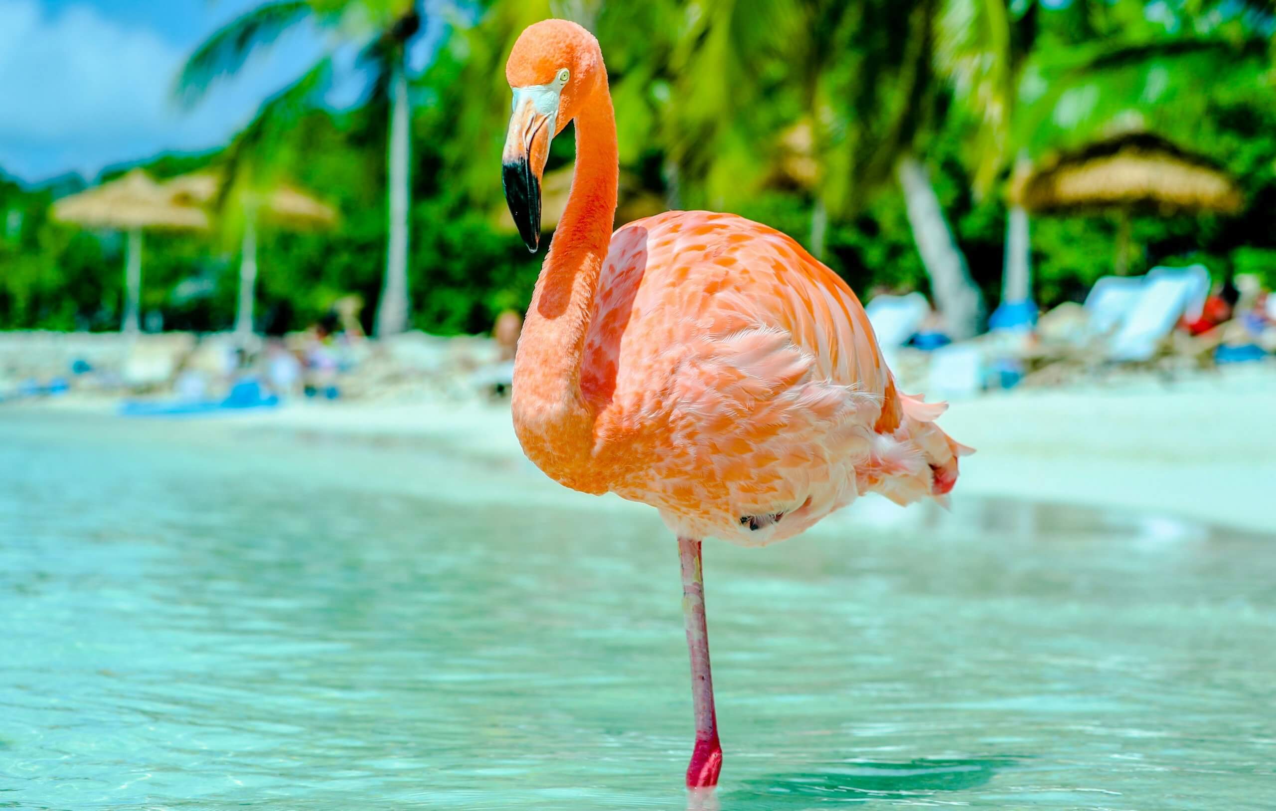 Flamingo Bird